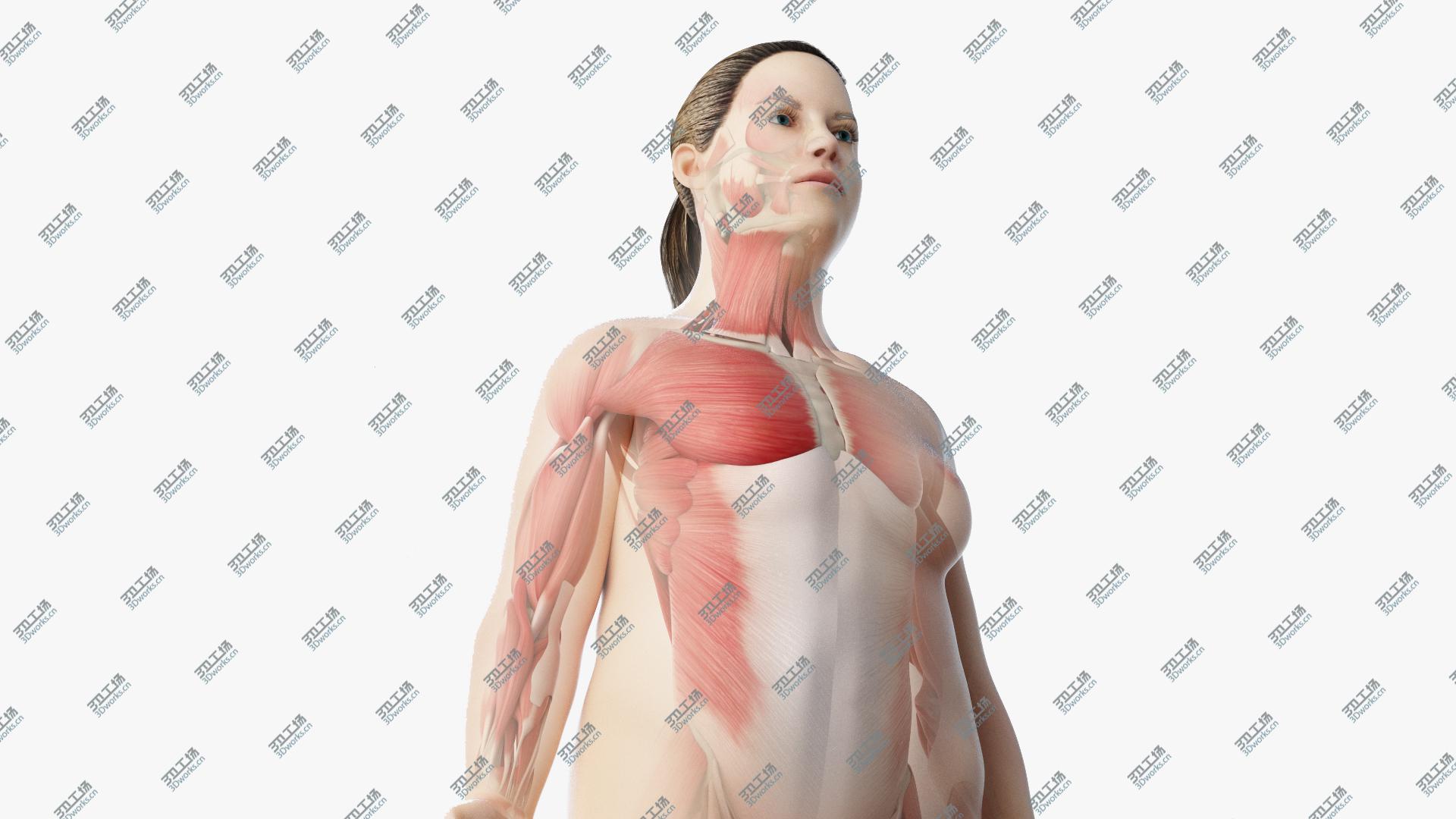 images/goods_img/20210313/Obese Female Skin, Skeleton And Muscles Rigged 3D model/1.jpg